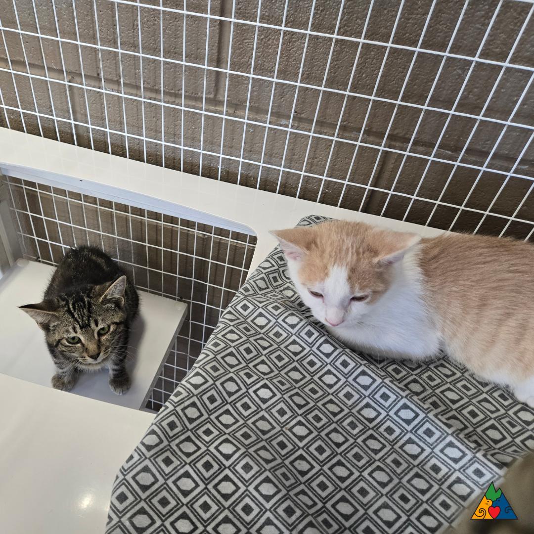 Enlarge Jill, a Adoptable Domestic Short Hair in Douglas, WY image 2/3