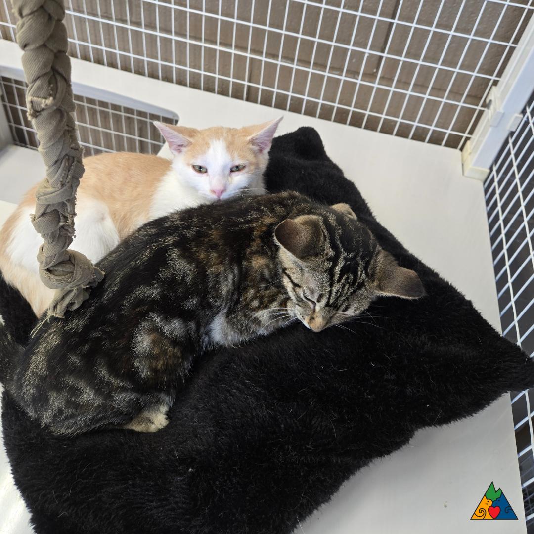 Jill, an adoptable Domestic Short Hair in Douglas, WY, 82633 | Photo Image 2
