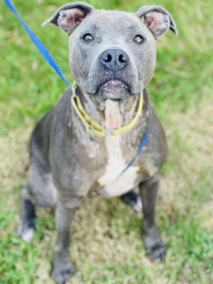 Enlarge Rescue Only AC#3331 "Marty", a Adoptable mixed breed in Conyers, GA image 1/1