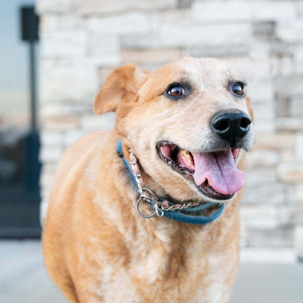 Buster, Adoptable, Senior Male Cattle Dog.