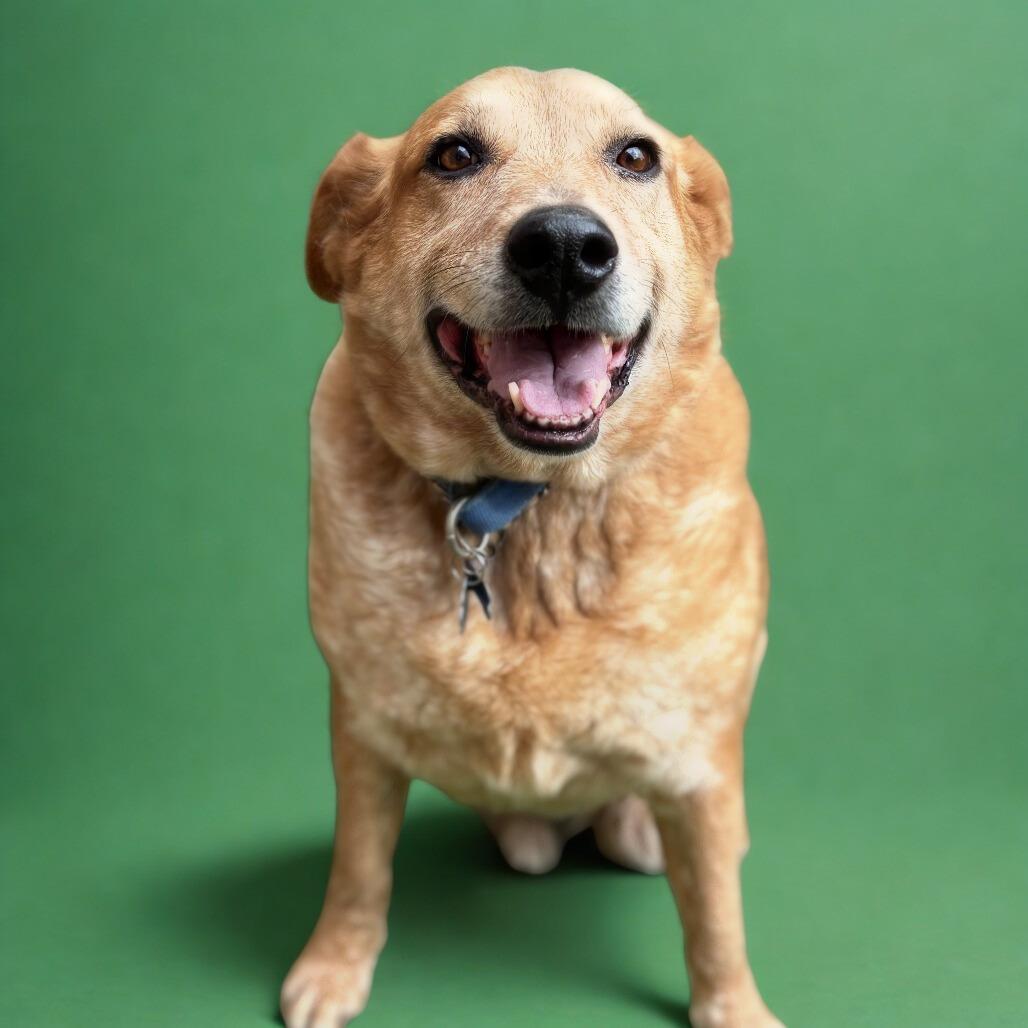 Buster, a Adoptable Cattle Dog in Bessemer, AL image 2/6