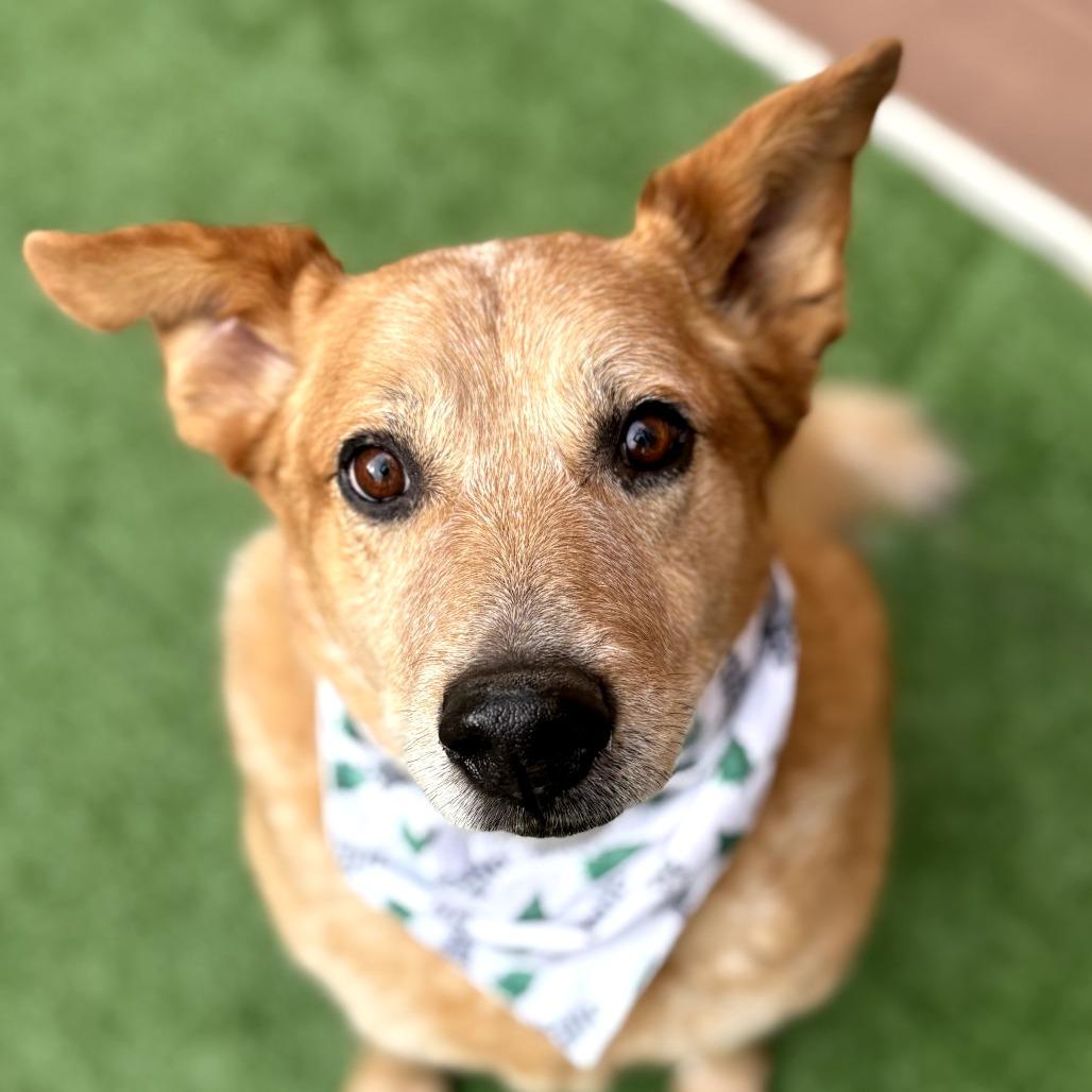 Buster, a Adoptable Cattle Dog in Bessemer, AL image 3/6