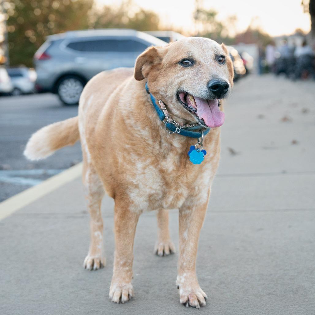 Buster, a Adoptable Cattle Dog in Bessemer, AL image 4/6