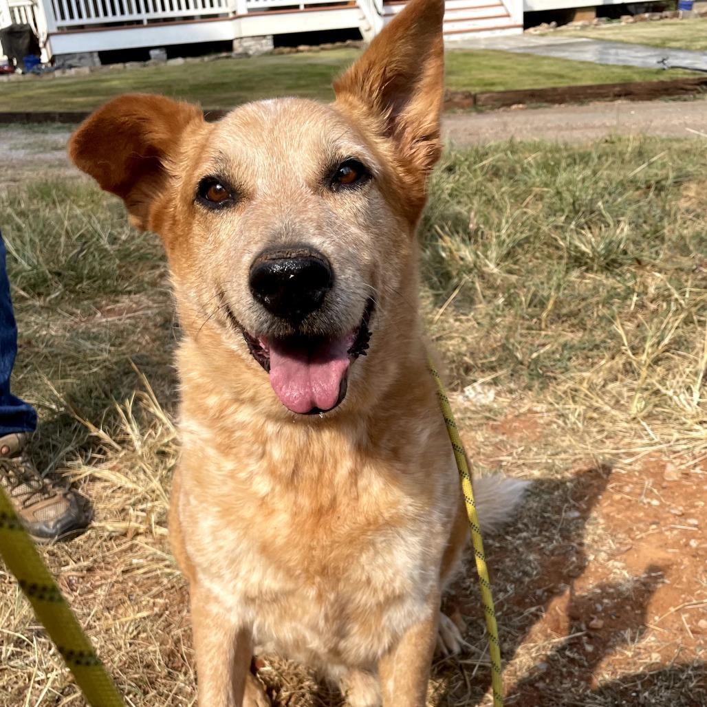 Buster, a Adoptable Cattle Dog in Bessemer, AL image 5/6