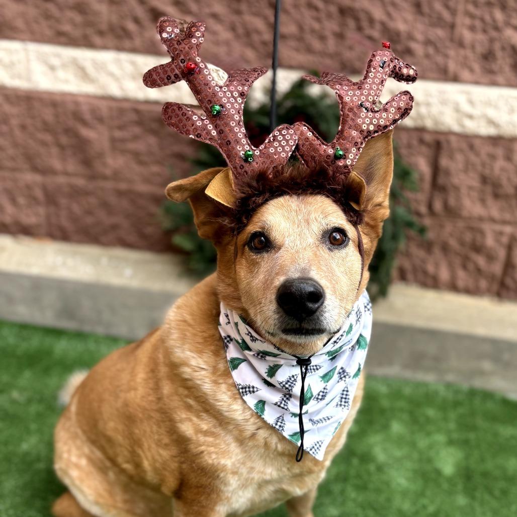 Buster, a Adoptable Cattle Dog in Bessemer, AL image 6/6