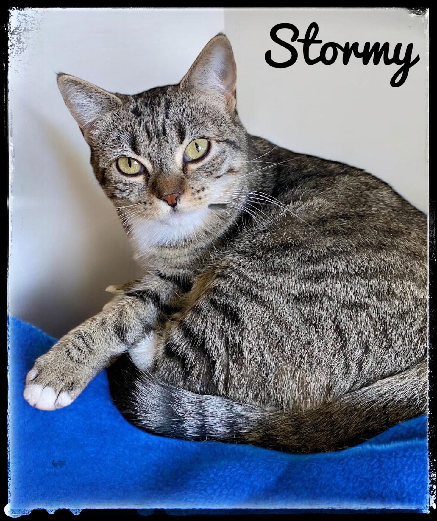 Enlarge Stormy, a Adoptable Domestic Short Hair in El Cajon, CA image 1/1