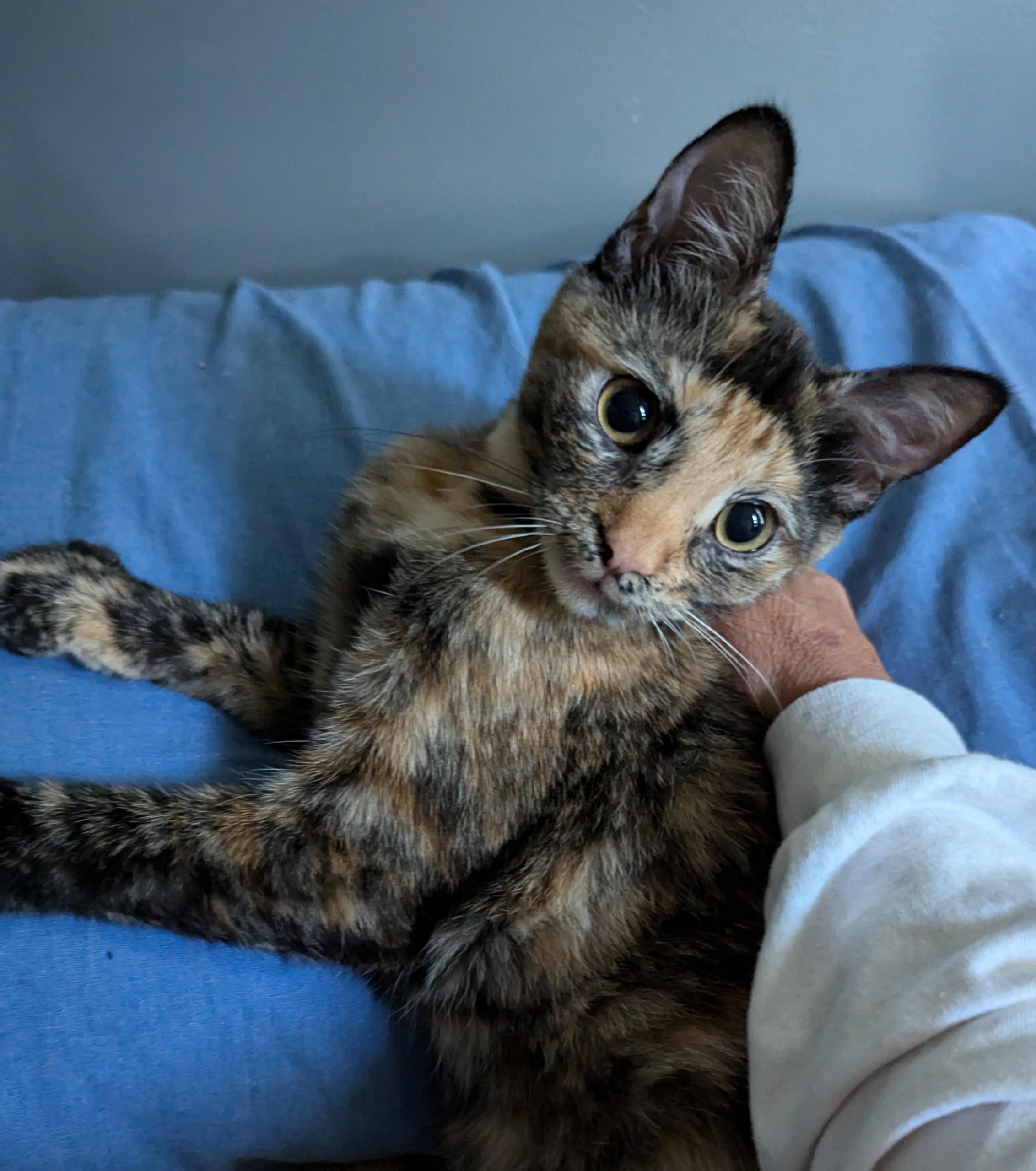 Eleanor "Ellie", a Adoptable Domestic Short Hair in Lincoln, NE image 2/4