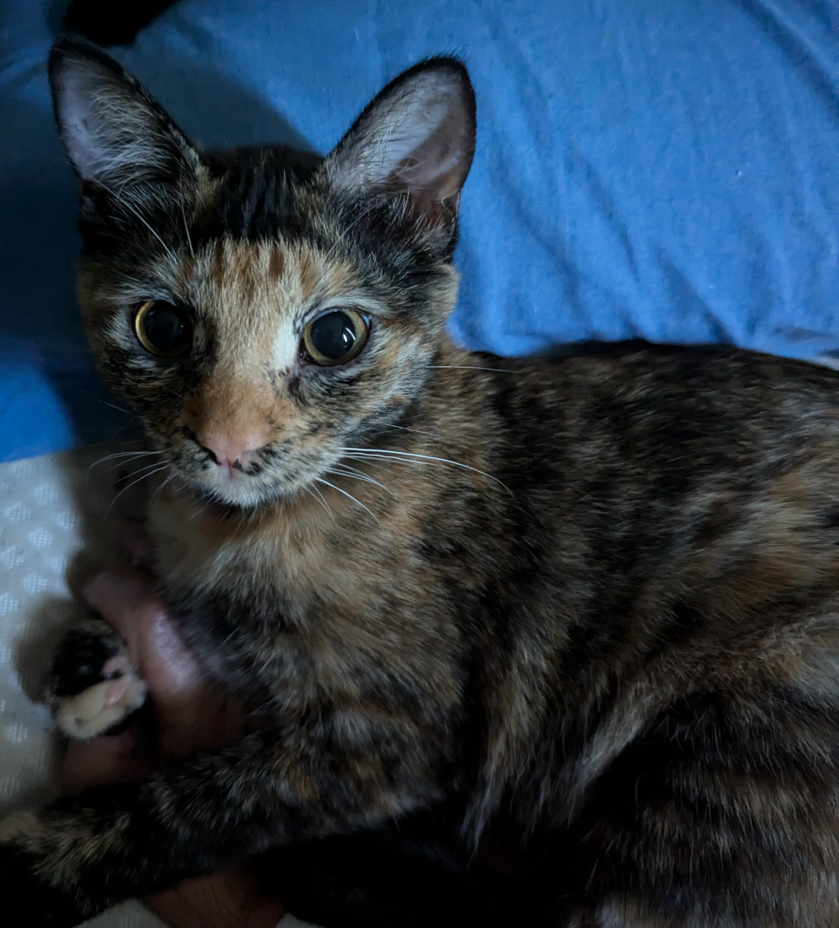 Eleanor "Ellie", a Adoptable Domestic Short Hair in Lincoln, NE image 3/4