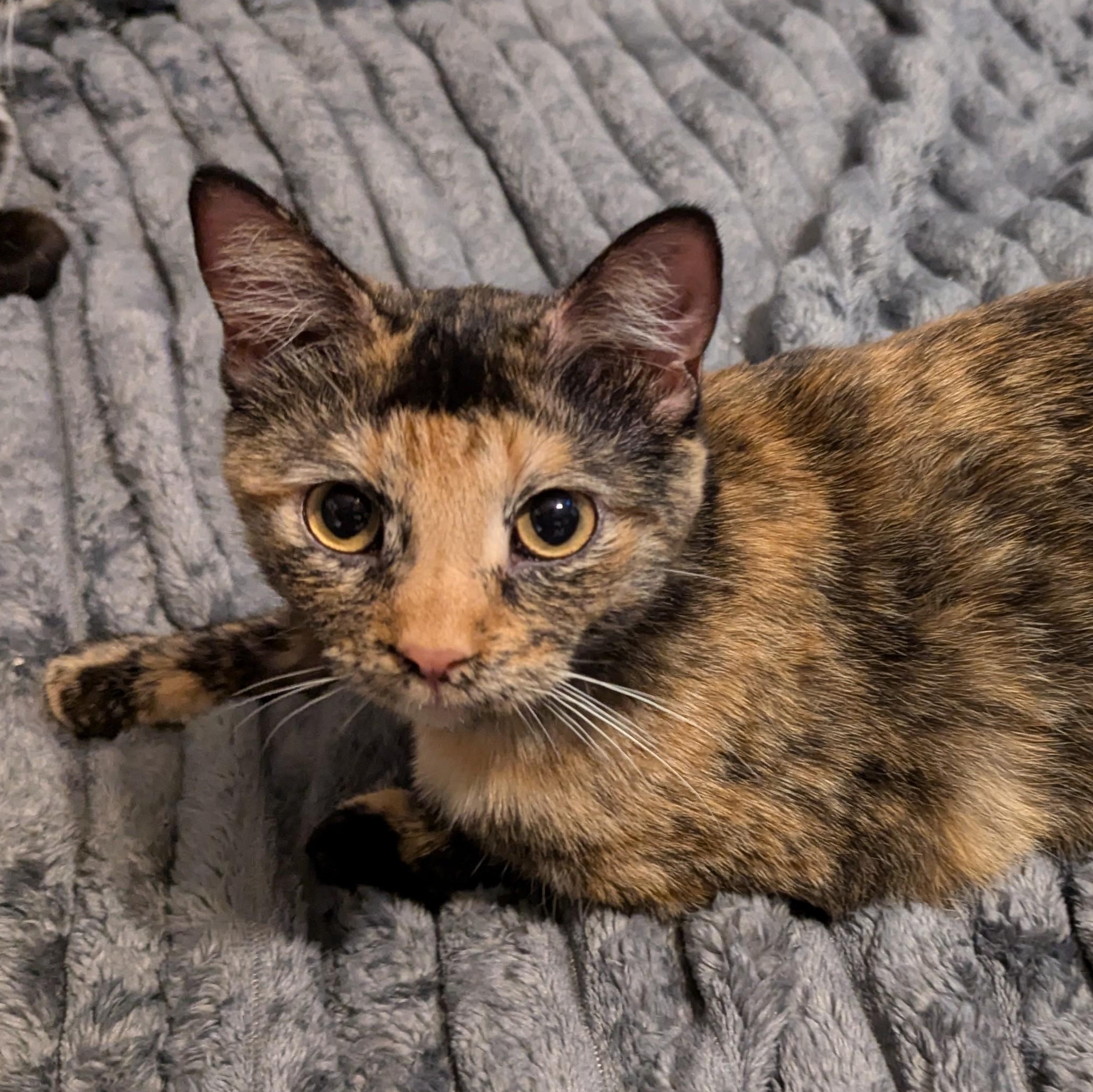 Eleanor "Ellie", a Adoptable Domestic Short Hair in Lincoln, NE image 4/4