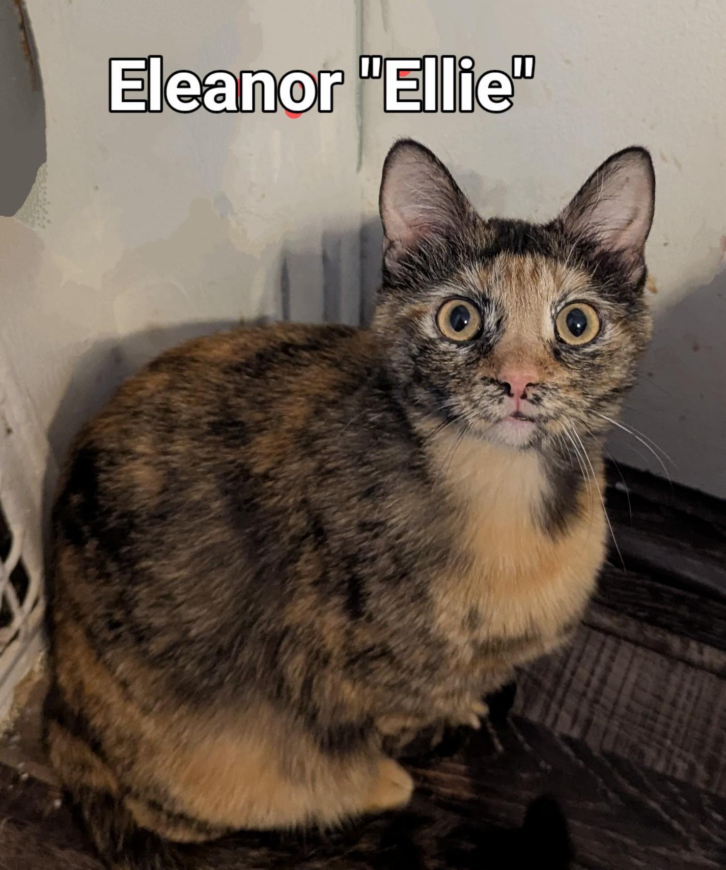 Eleanor "Ellie", a Adoptable Domestic Short Hair in Lincoln, NE image 1/4