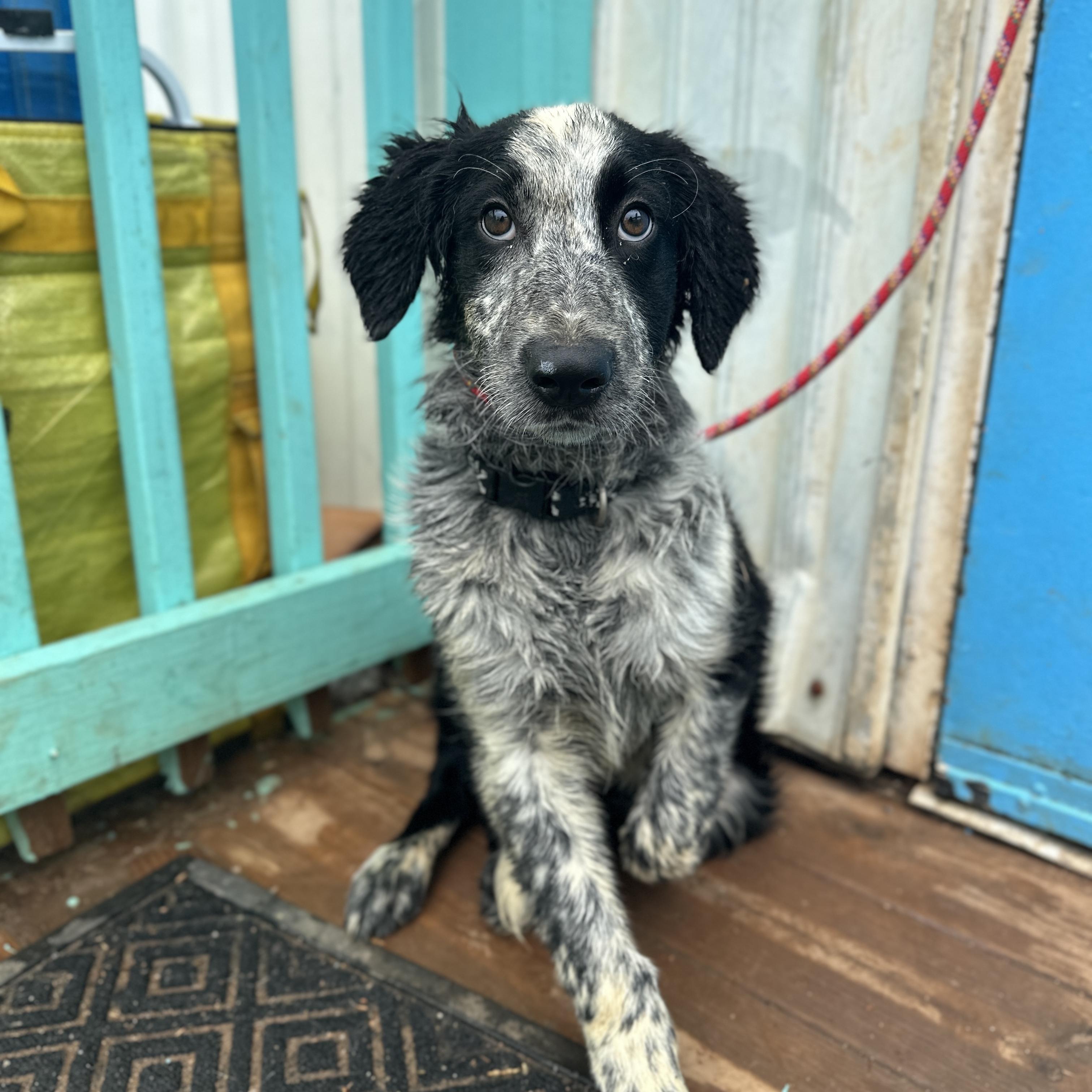 Bao Bun — thumbnail 3