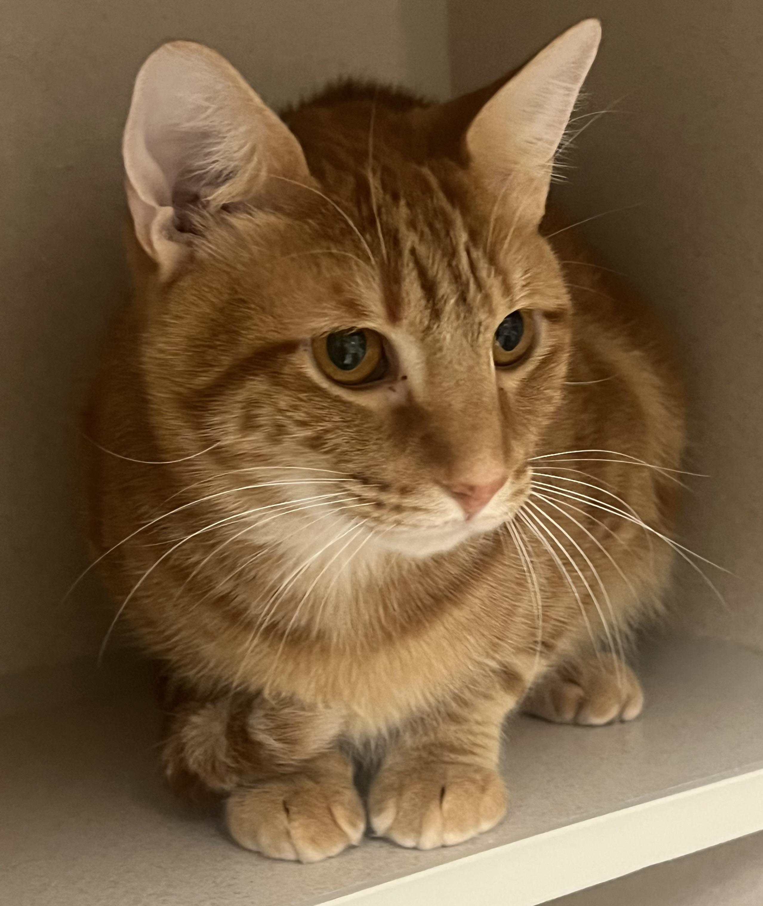 Enlarge Mango, a ADOPTABLE mixed breed in Salem, NH image 2/3