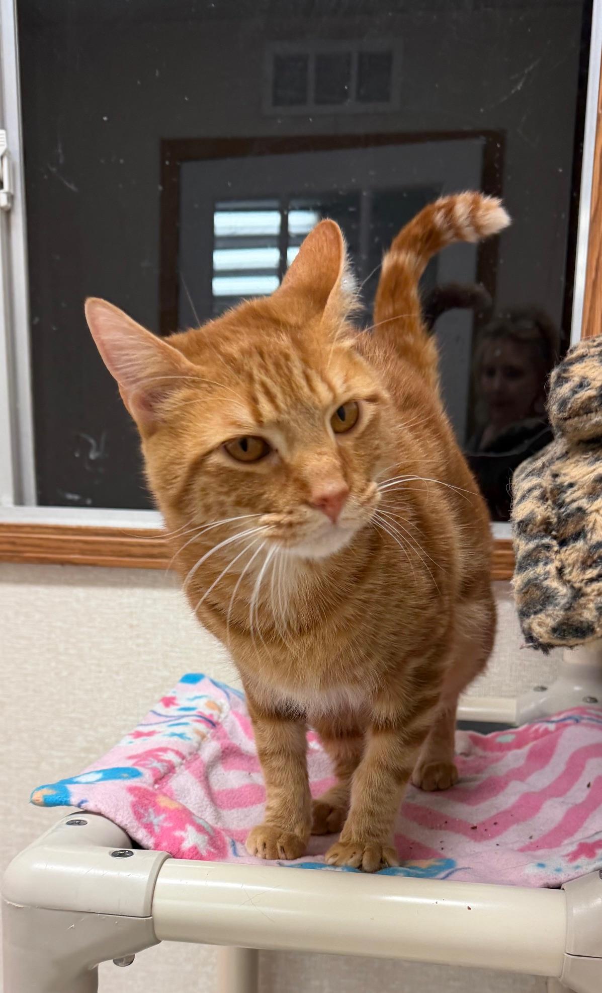 Enlarge Mango, a ADOPTABLE mixed breed in Salem, NH image 1/3