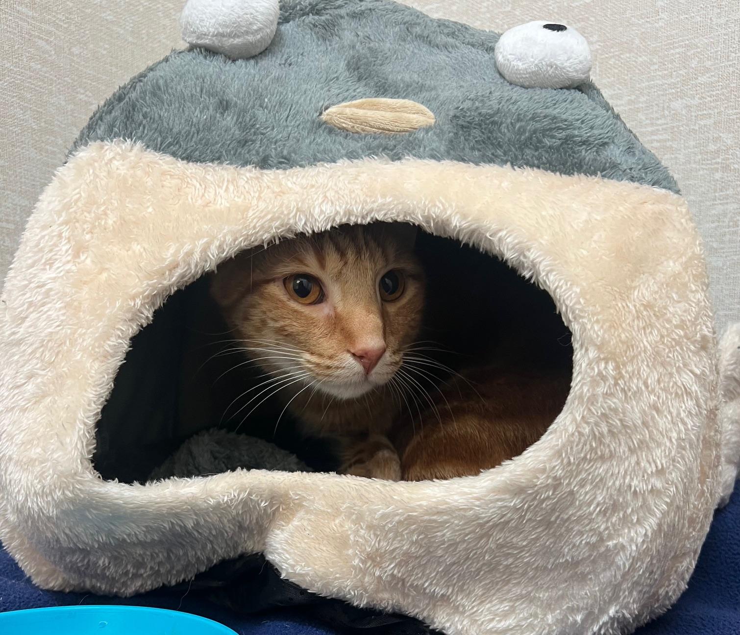 Enlarge Mango, a ADOPTABLE mixed breed in Salem, NH image 3/3