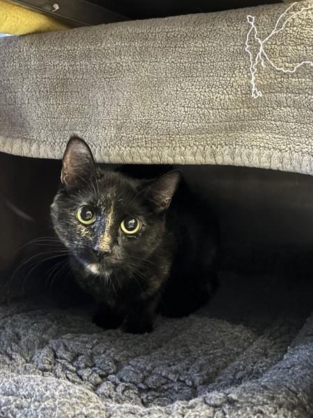 Schari, Adoptable, Adult Female Domestic Short Hair.