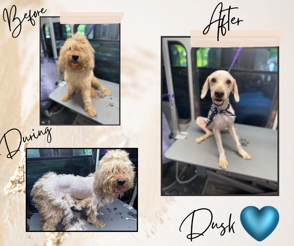 Dusk, an adoptable Goldendoodle, Poodle in Sunderland, MD, 20689 | Photo Image 3