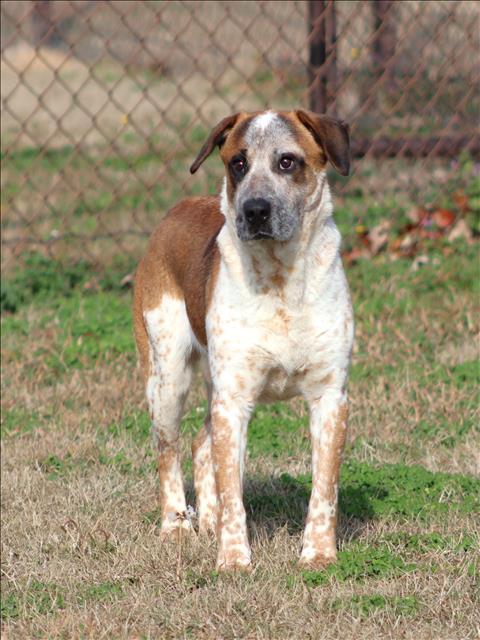 Enlarge HERSHEY, a Adoptable mixed breed in Appling, GA image 1/1