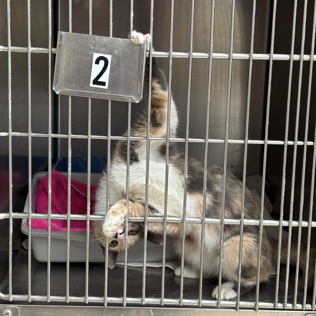 Candi, Adoptable, Adult Female Domestic Short Hair.