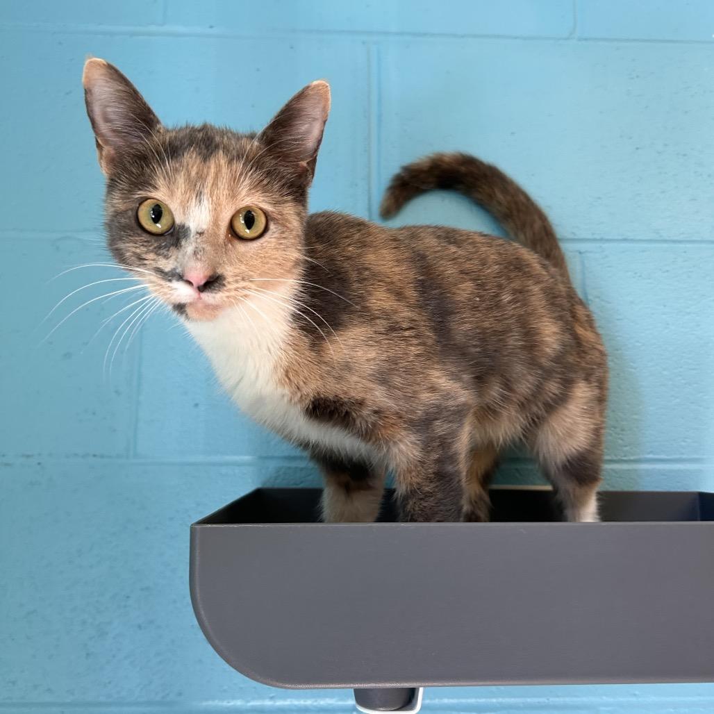 Enlarge Candi, a Adoptable Domestic Short Hair in Roxboro, NC image 2/6