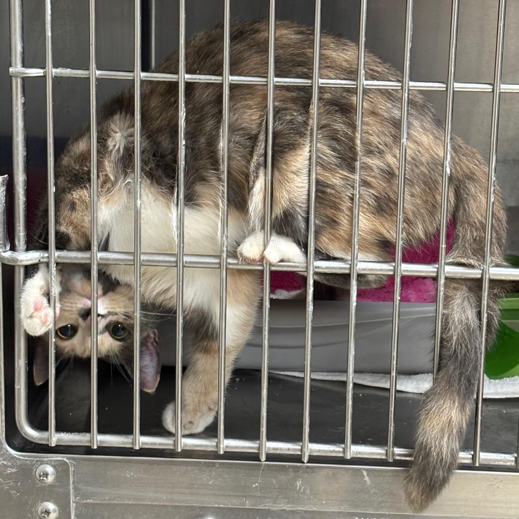 Enlarge Candi, a Adoptable Domestic Short Hair in Roxboro, NC image 5/6