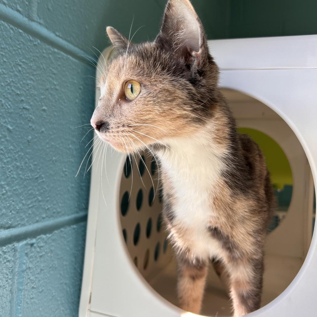Enlarge Candi, a Adoptable Domestic Short Hair in Roxboro, NC image 6/6