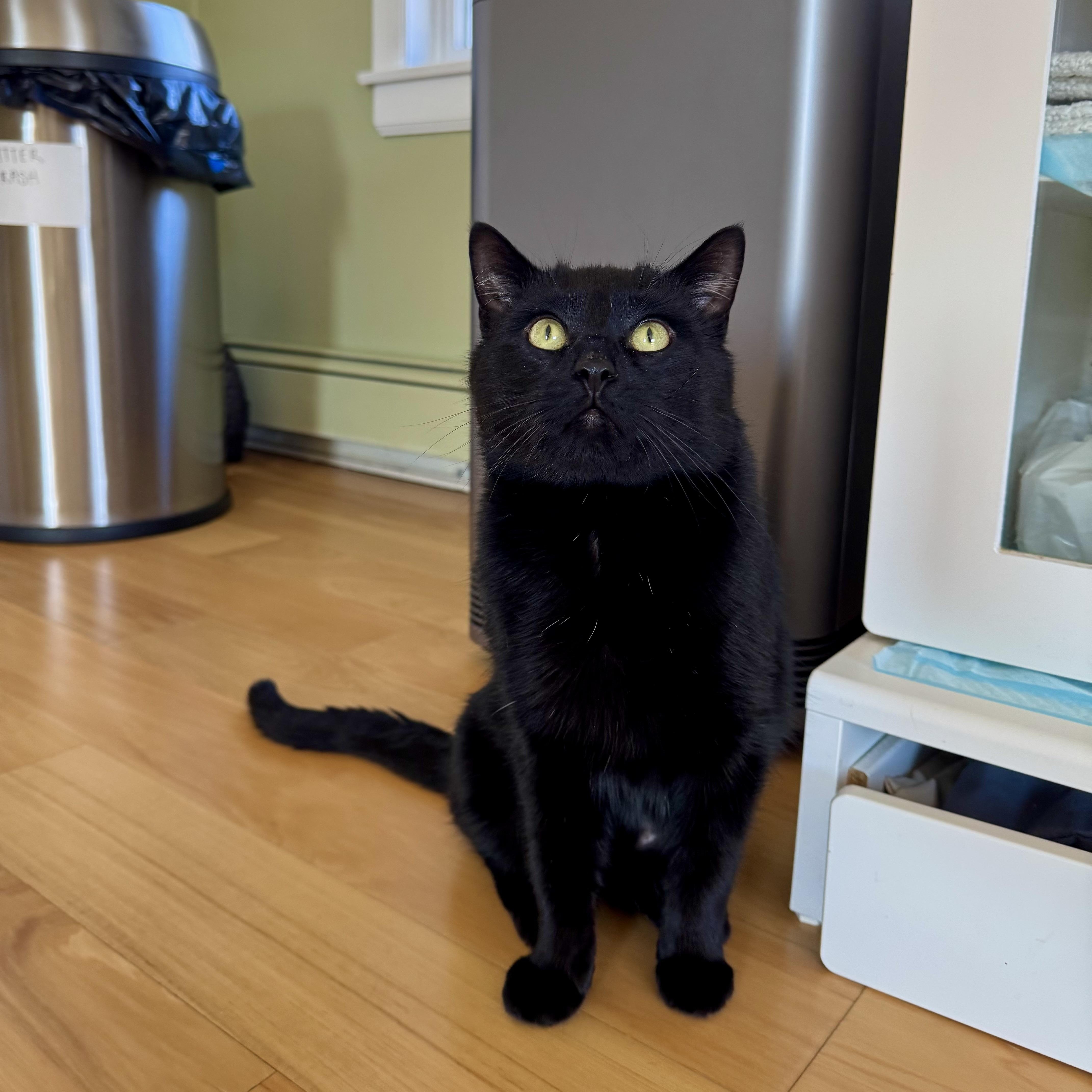 Zucchini , a ADOPTABLE Domestic Short Hair in Ramsey, NJ image 5/5