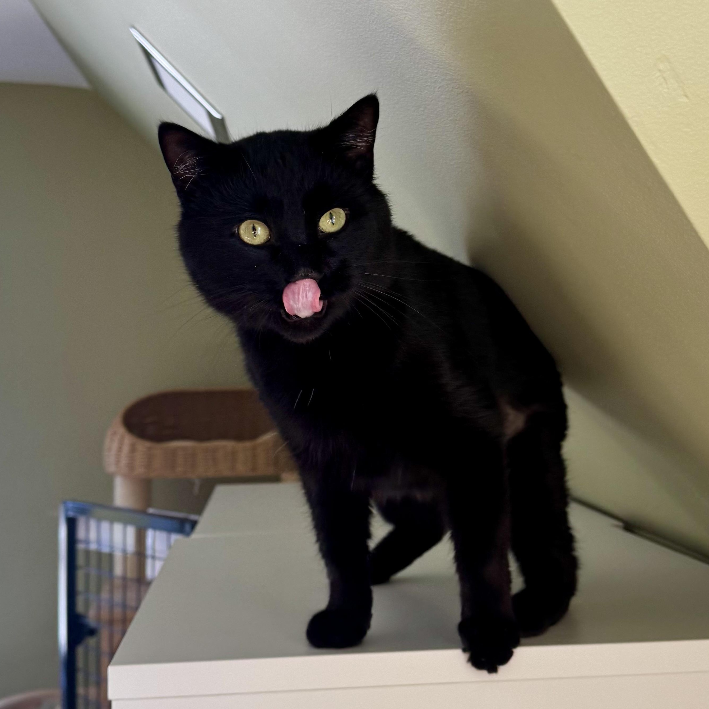 Zucchini , a ADOPTABLE Domestic Short Hair in Ramsey, NJ image 1/5
