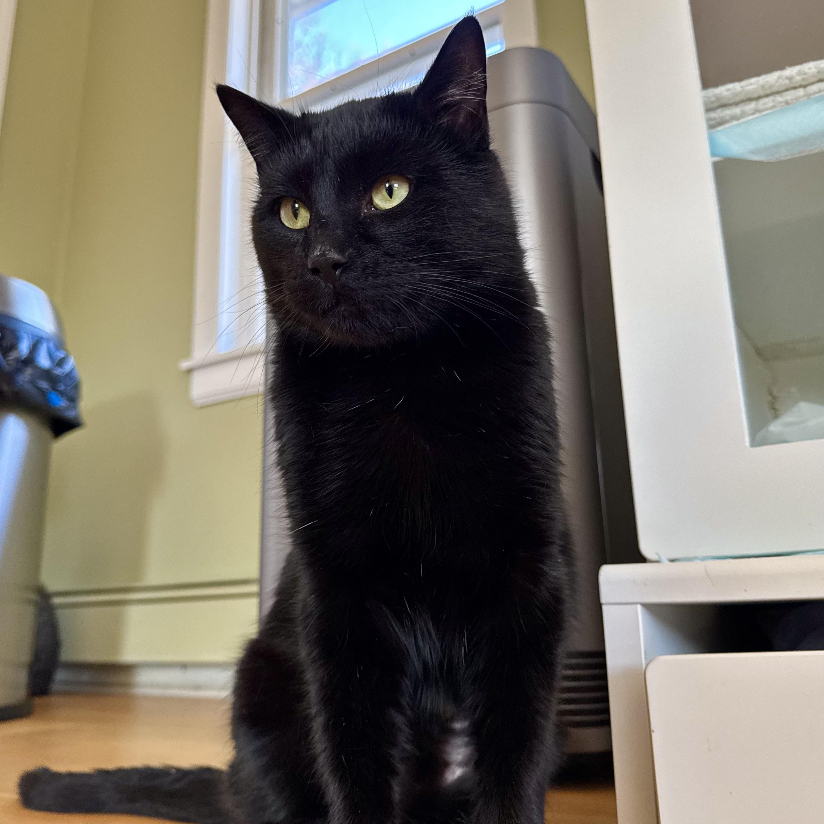 Zucchini , a ADOPTABLE Domestic Short Hair in Ramsey, NJ image 2/5