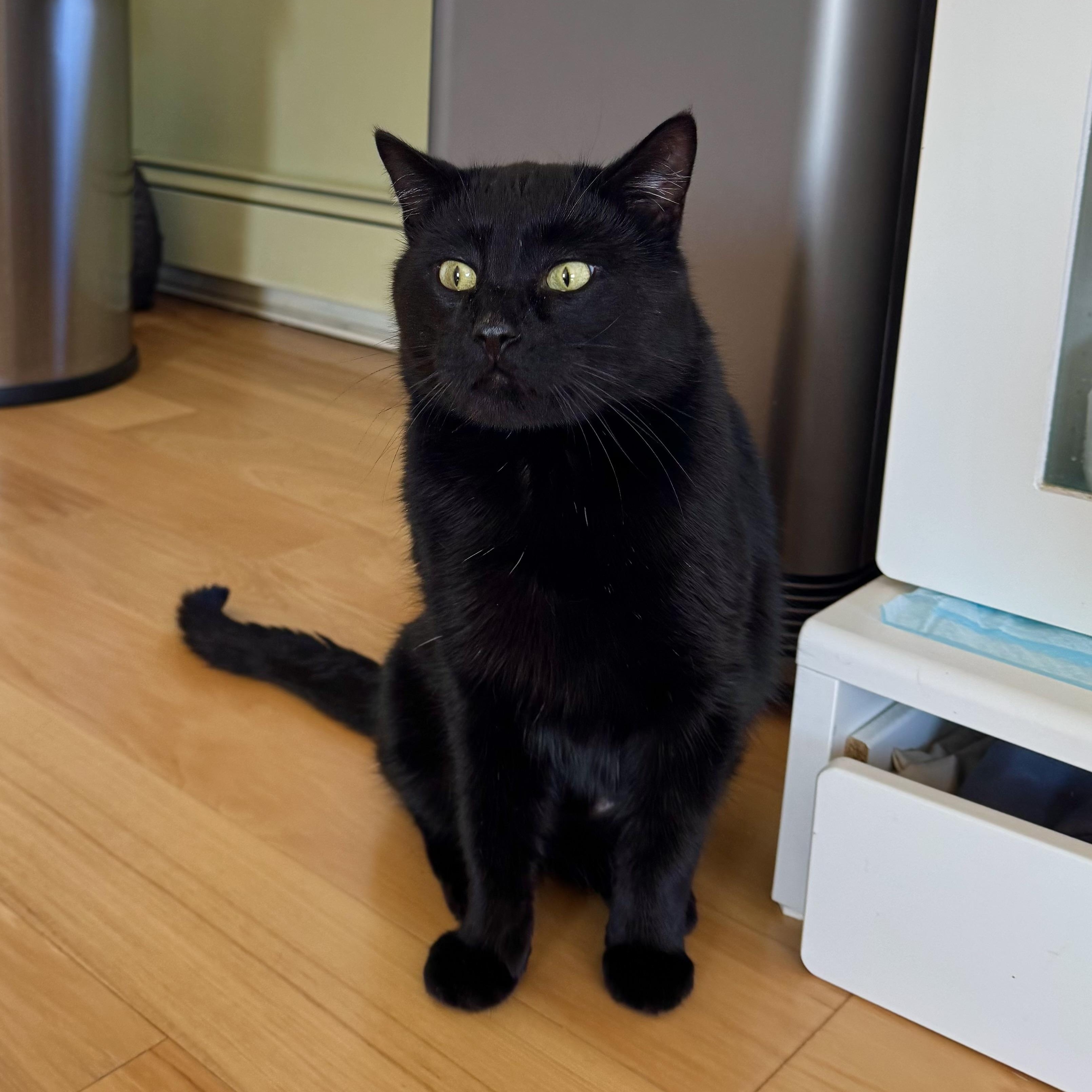 Zucchini , a ADOPTABLE Domestic Short Hair in Ramsey, NJ image 3/5