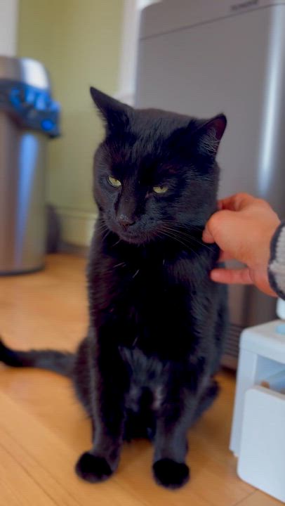 Enlarge Zucchini , a ADOPTABLE Domestic Short Hair in Ramsey, NJ video 4/5