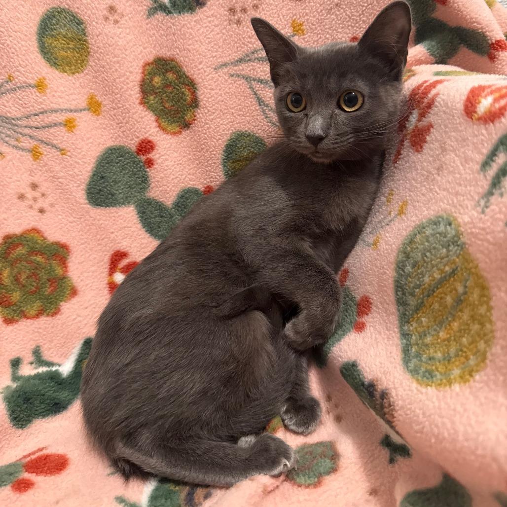 Enlarge Pelusa, a Adoptable Domestic Short Hair in Brea, CA image 1/2