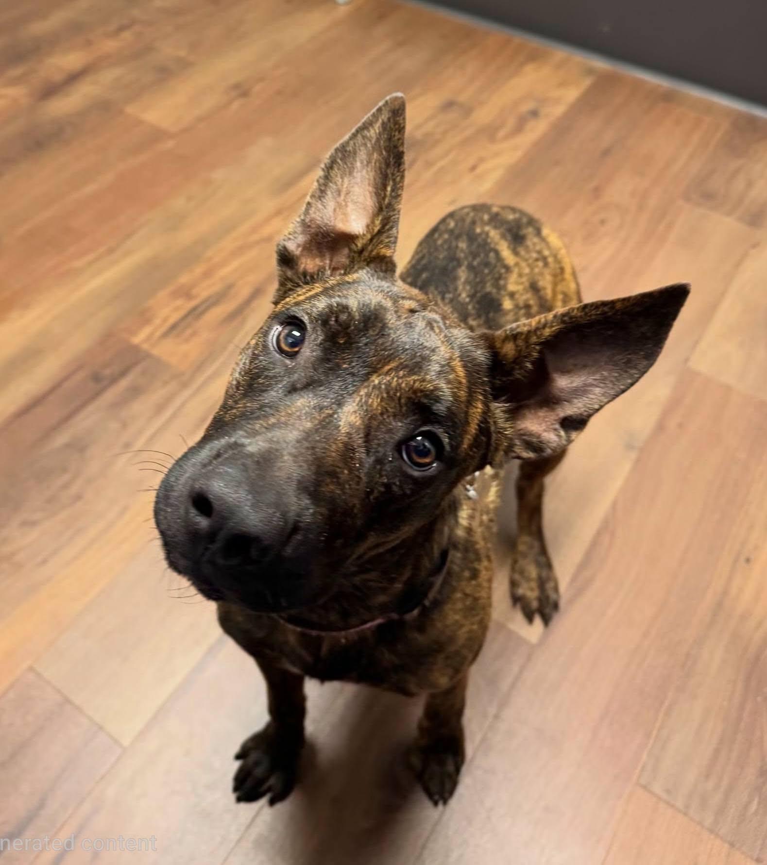 Buddy, ADOPTABLE, Young Male German Shepherd Dog.