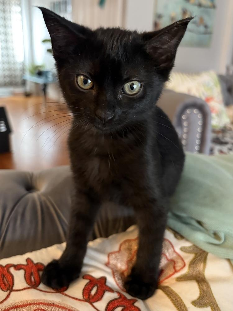 Enlarge Foxy, a Adoptable Domestic Short Hair in Panama City Beach, FL image 2/6