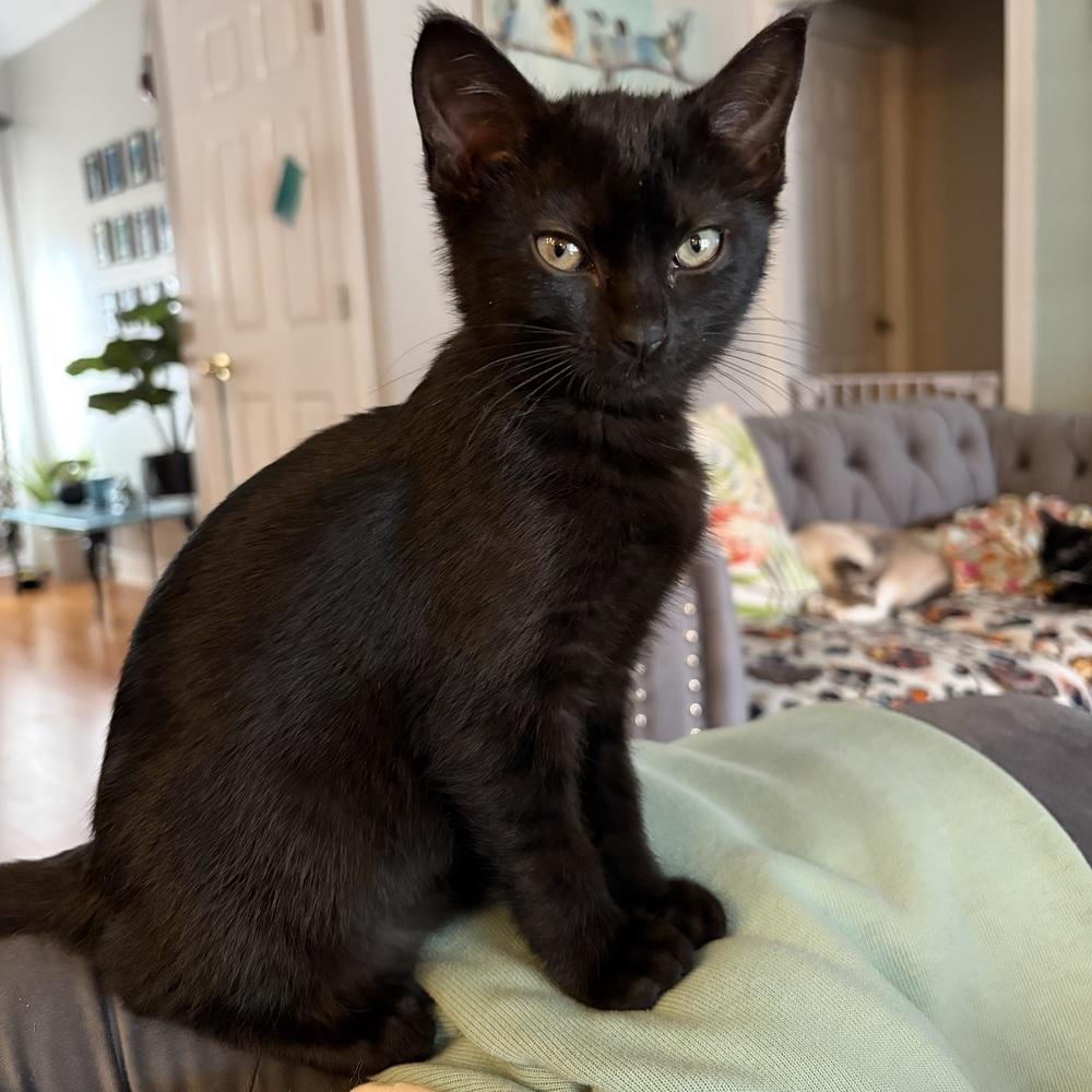 Enlarge Foxy, a Adoptable Domestic Short Hair in Panama City Beach, FL image 3/6