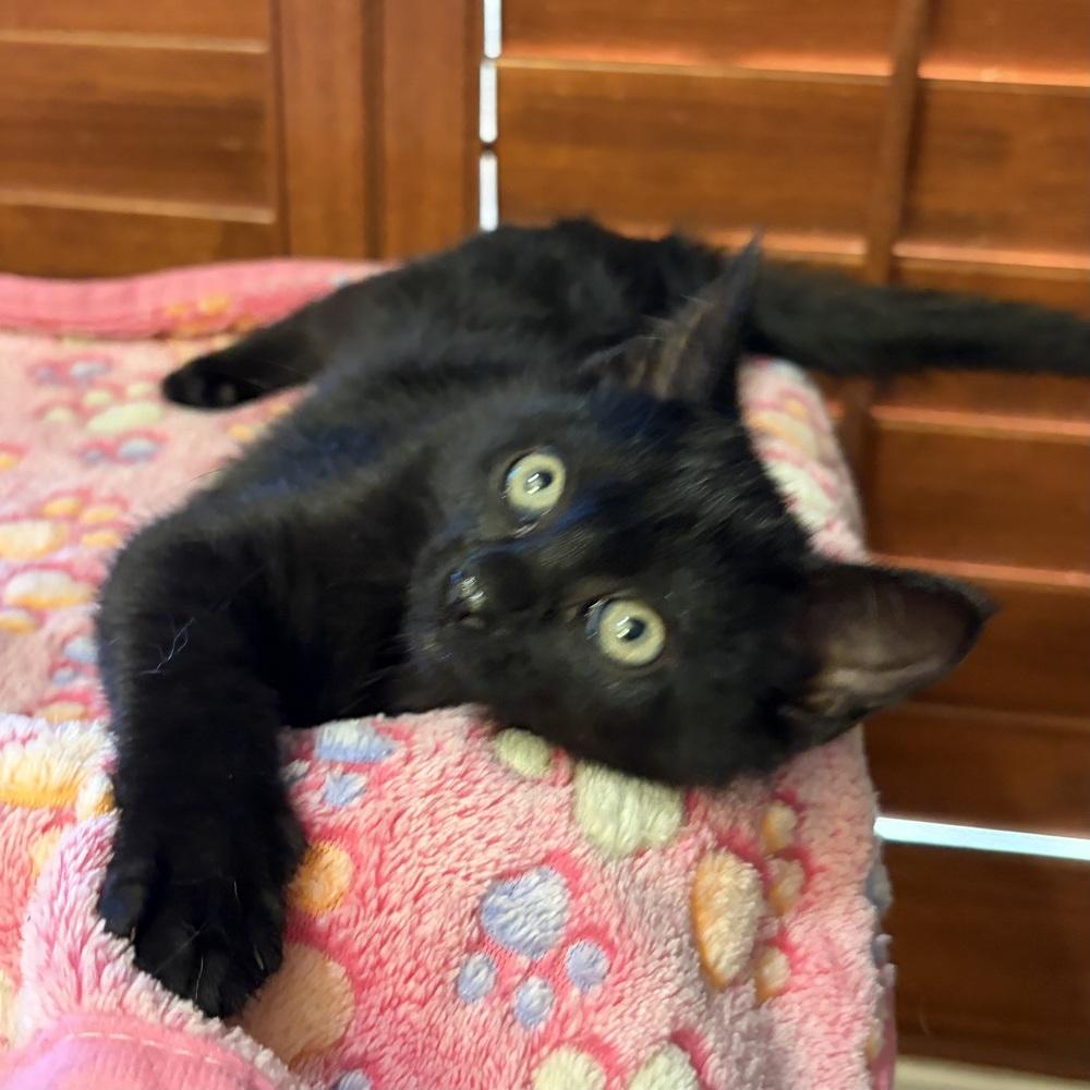 Enlarge Foxy, a Adoptable Domestic Short Hair in Panama City Beach, FL image 4/6