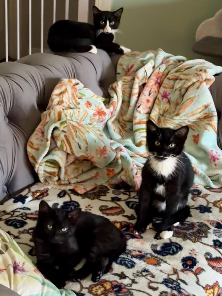 Enlarge Foxy, a Adoptable Domestic Short Hair in Panama City Beach, FL image 5/6