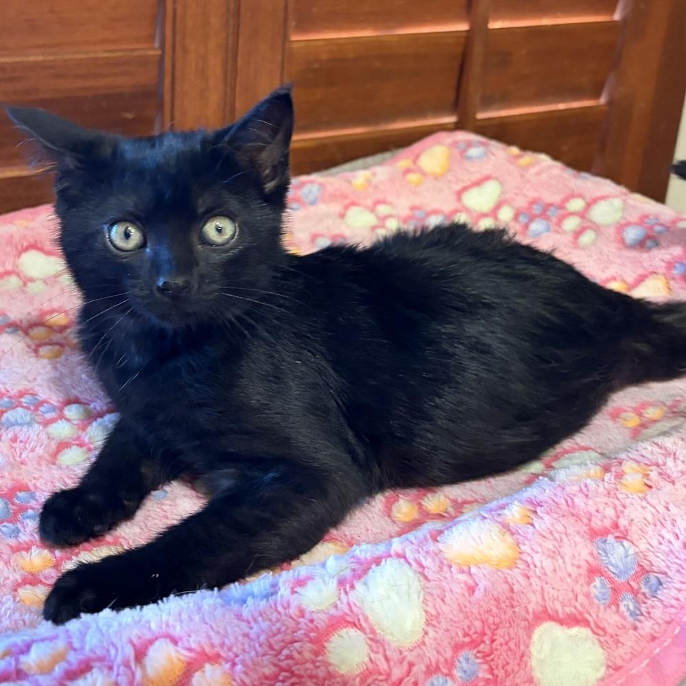 Enlarge Foxy, a Adoptable Domestic Short Hair in Panama City Beach, FL image 6/6