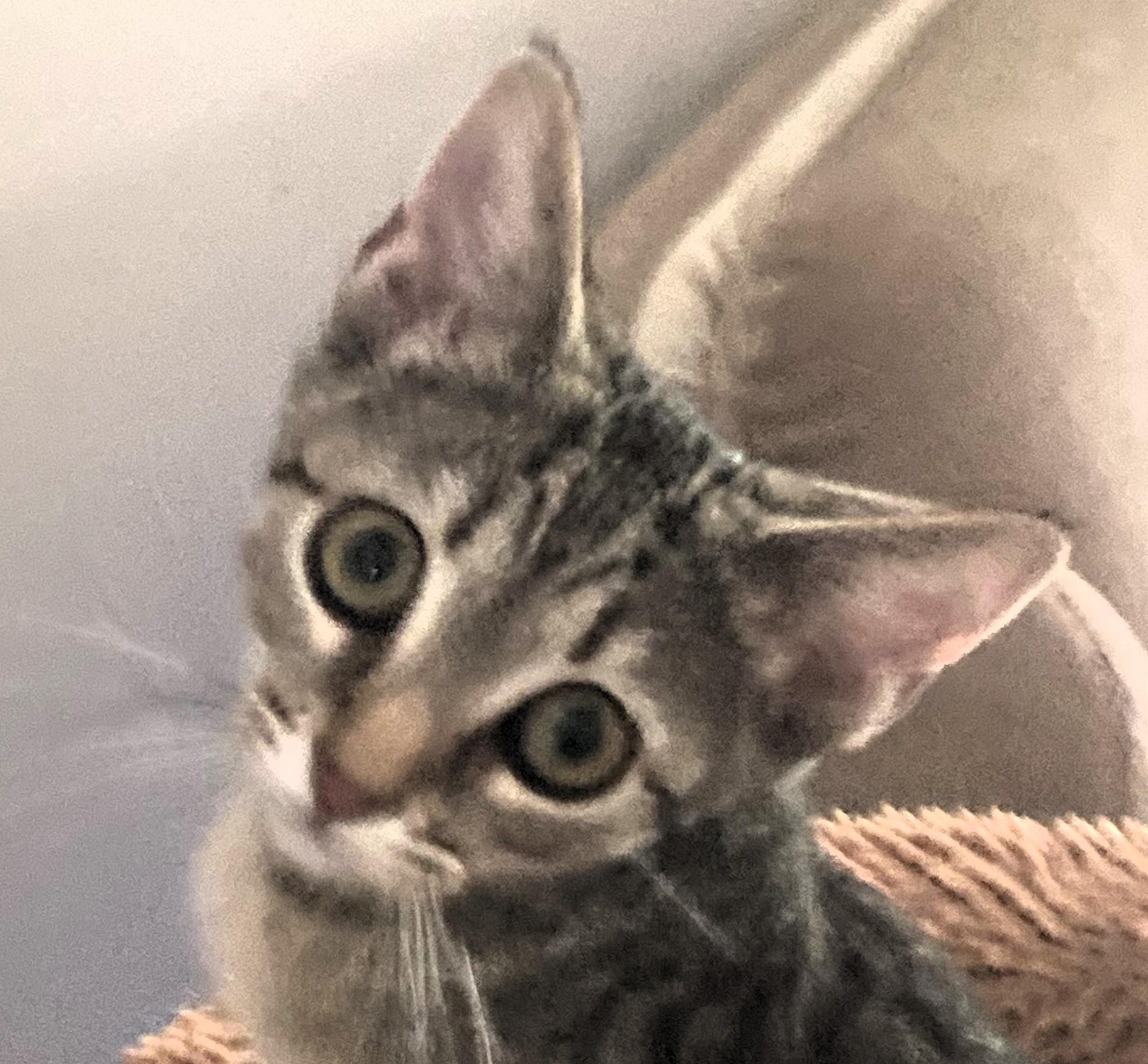 Pixie, ADOPTABLE, Kitten Female Domestic Short Hair.