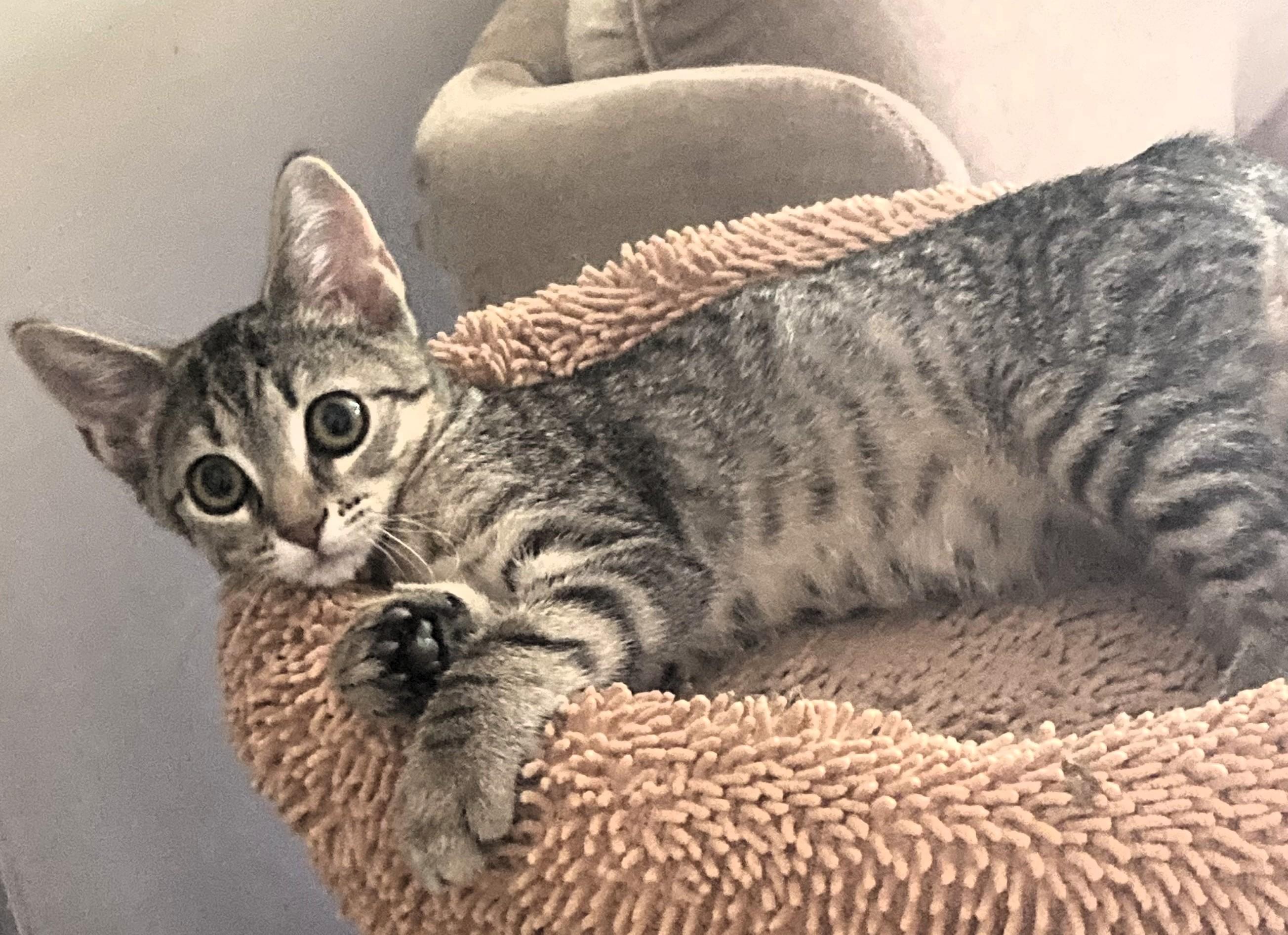 Enlarge Pixie, a Adoptable mixed breed in Frederick, MD image 2/3