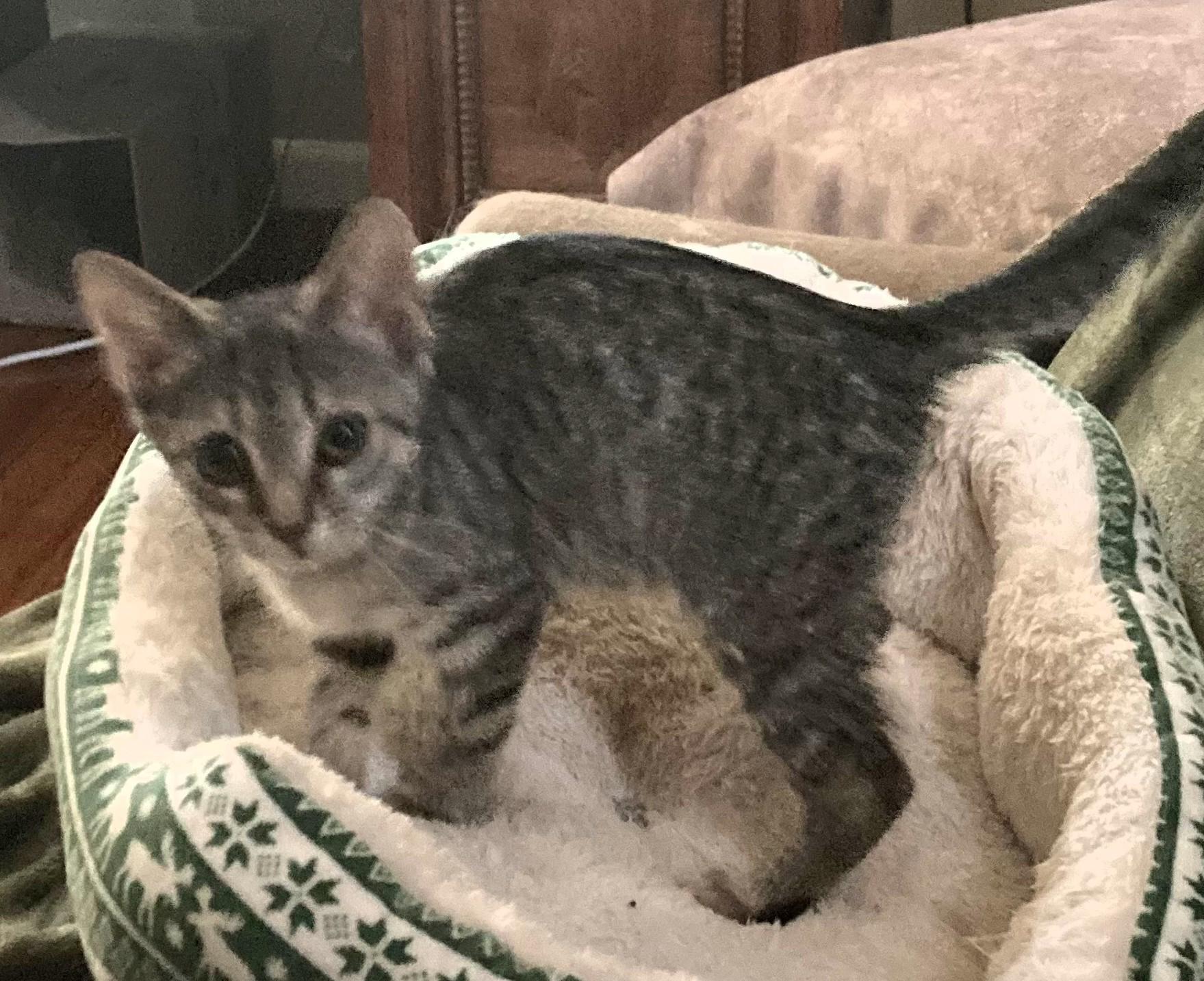 Enlarge Pixie, a Adoptable mixed breed in Frederick, MD image 3/3