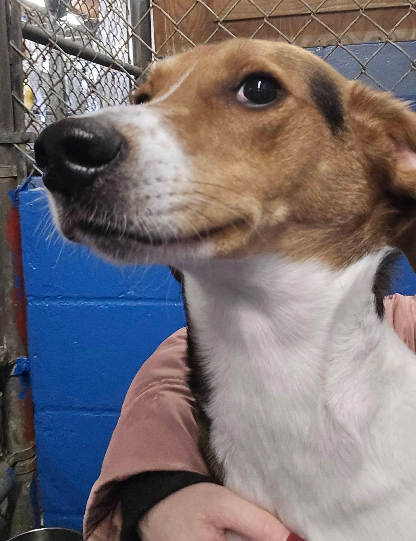 Enlarge Levi, a Adoptable mixed breed in North Olmsted, OH image 4/4