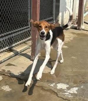 Enlarge Levi, a Adoptable mixed breed in North Olmsted, OH image 2/4