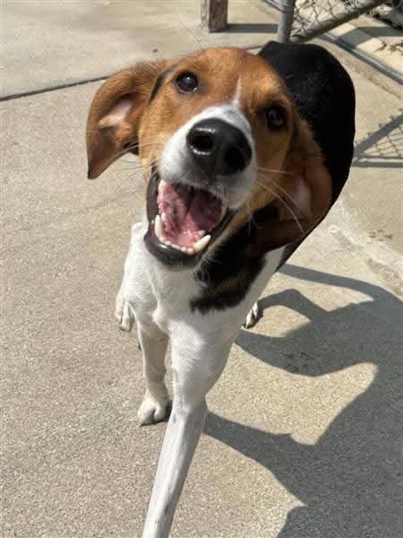 Levi, Adoptable, Young Male Treeing Walker Coonhound & Foxhound.
