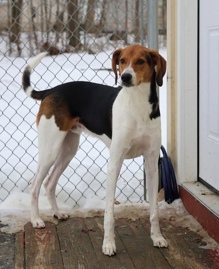 Enlarge Levi, a Adoptable mixed breed in North Olmsted, OH image 3/4