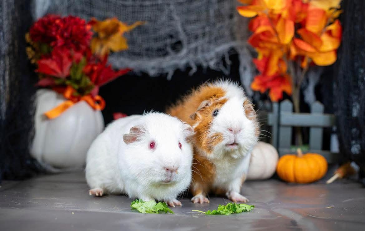 Ronald, ADOPTABLE, Adult Male Abyssinian.