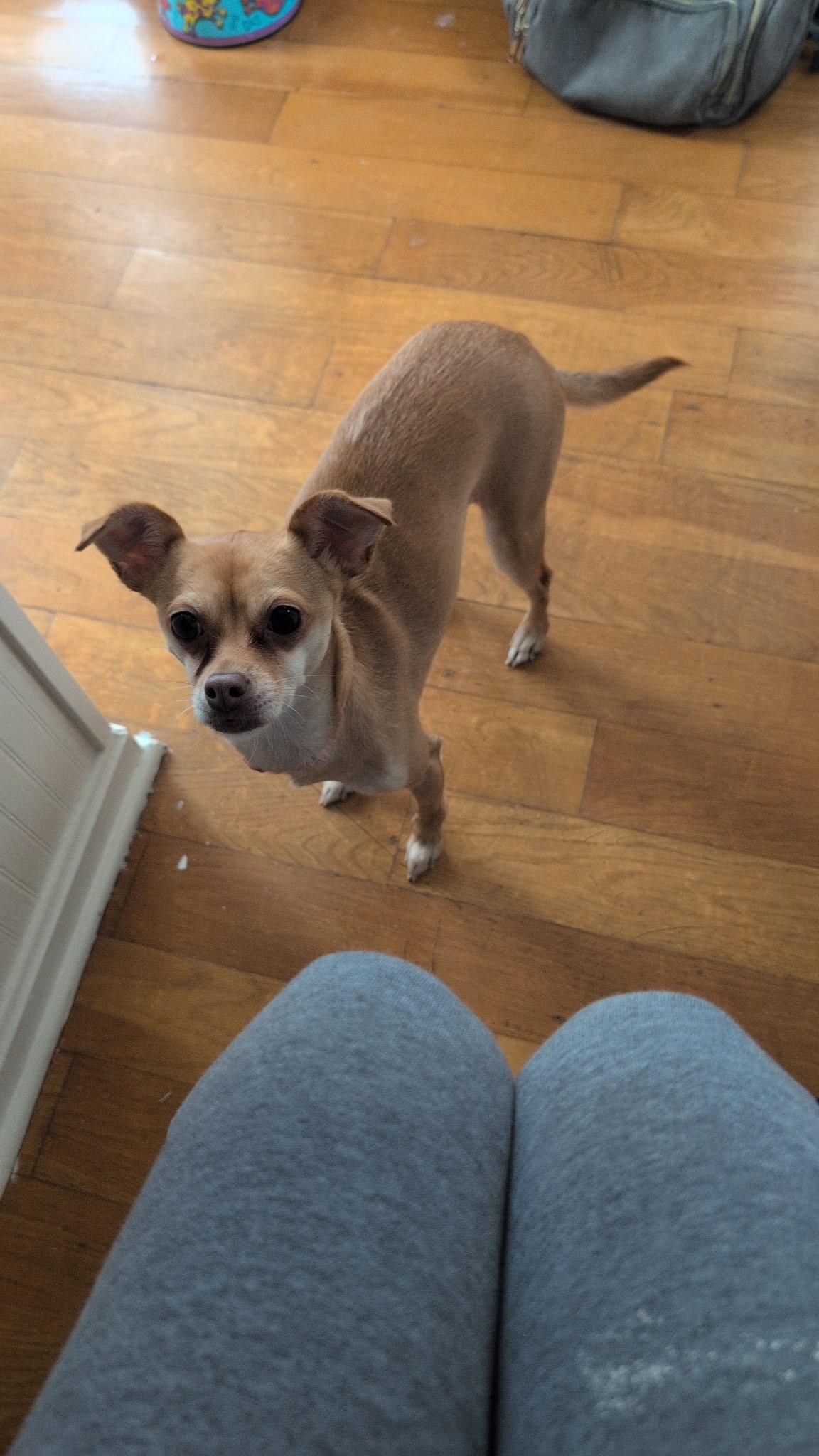 Izzie, a Adoptable mixed breed in Toledo, OH image 2/4