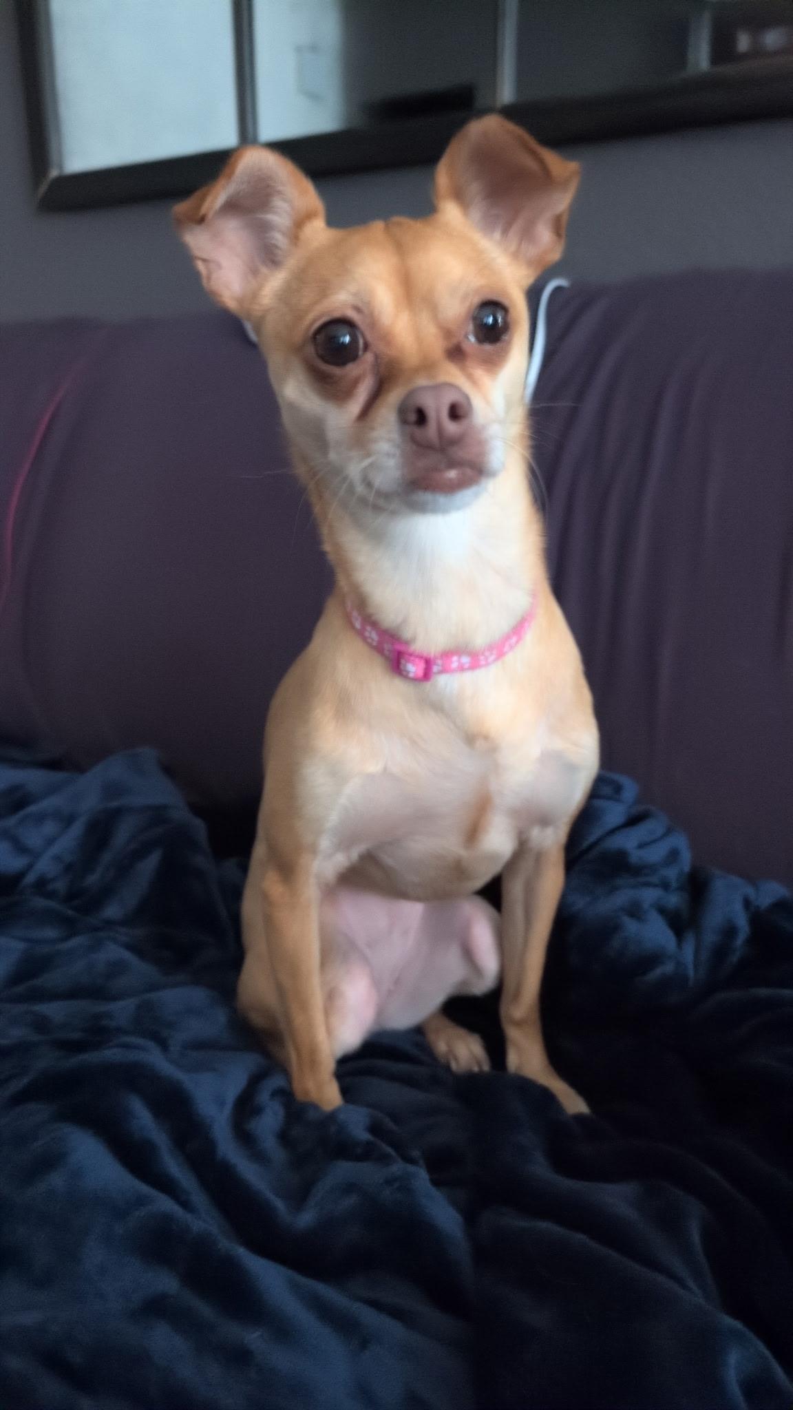 Izzie, Adoptable, Young Female Chihuahua.