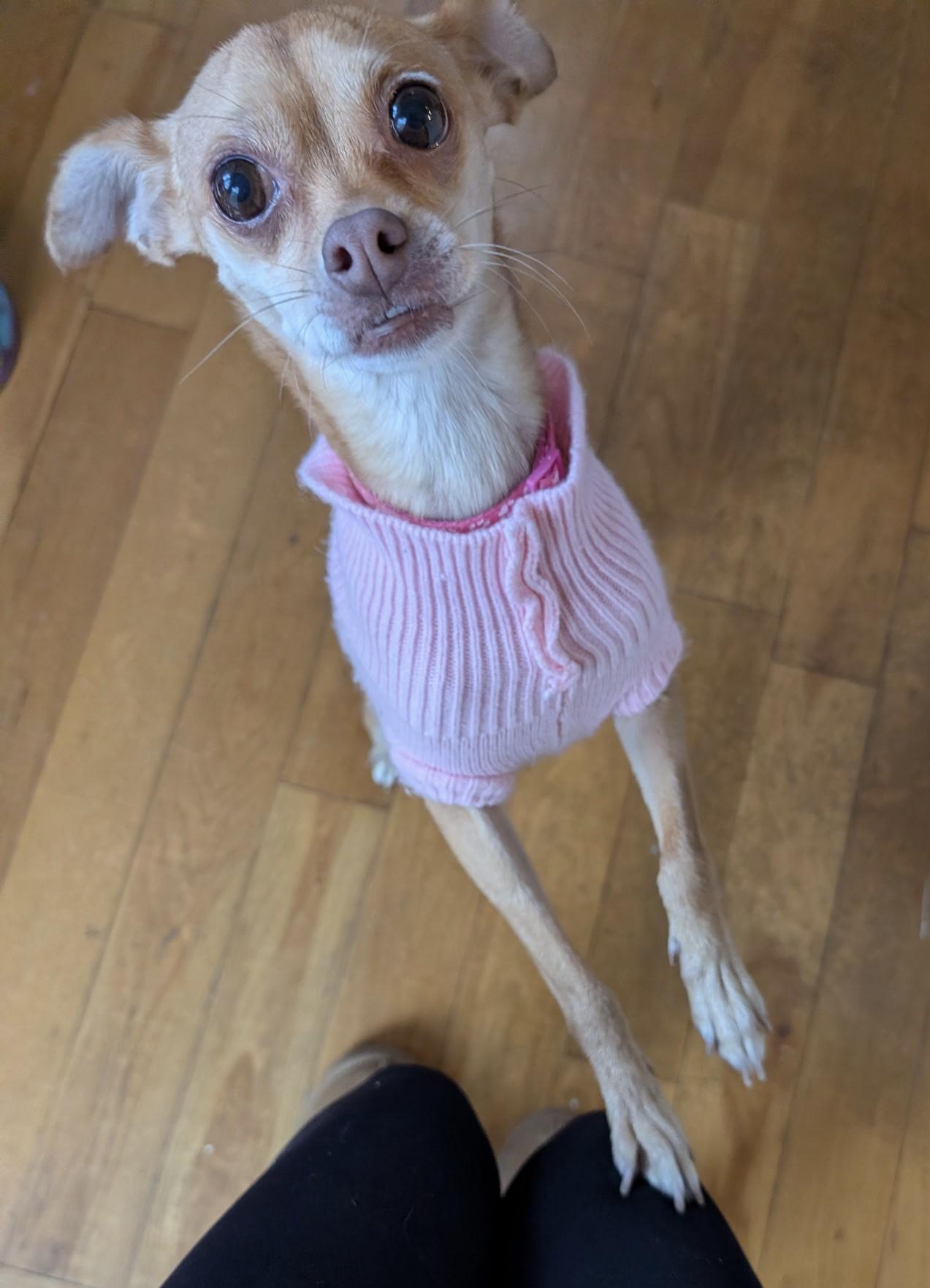 Izzie, a Adoptable mixed breed in Toledo, OH image 2/2