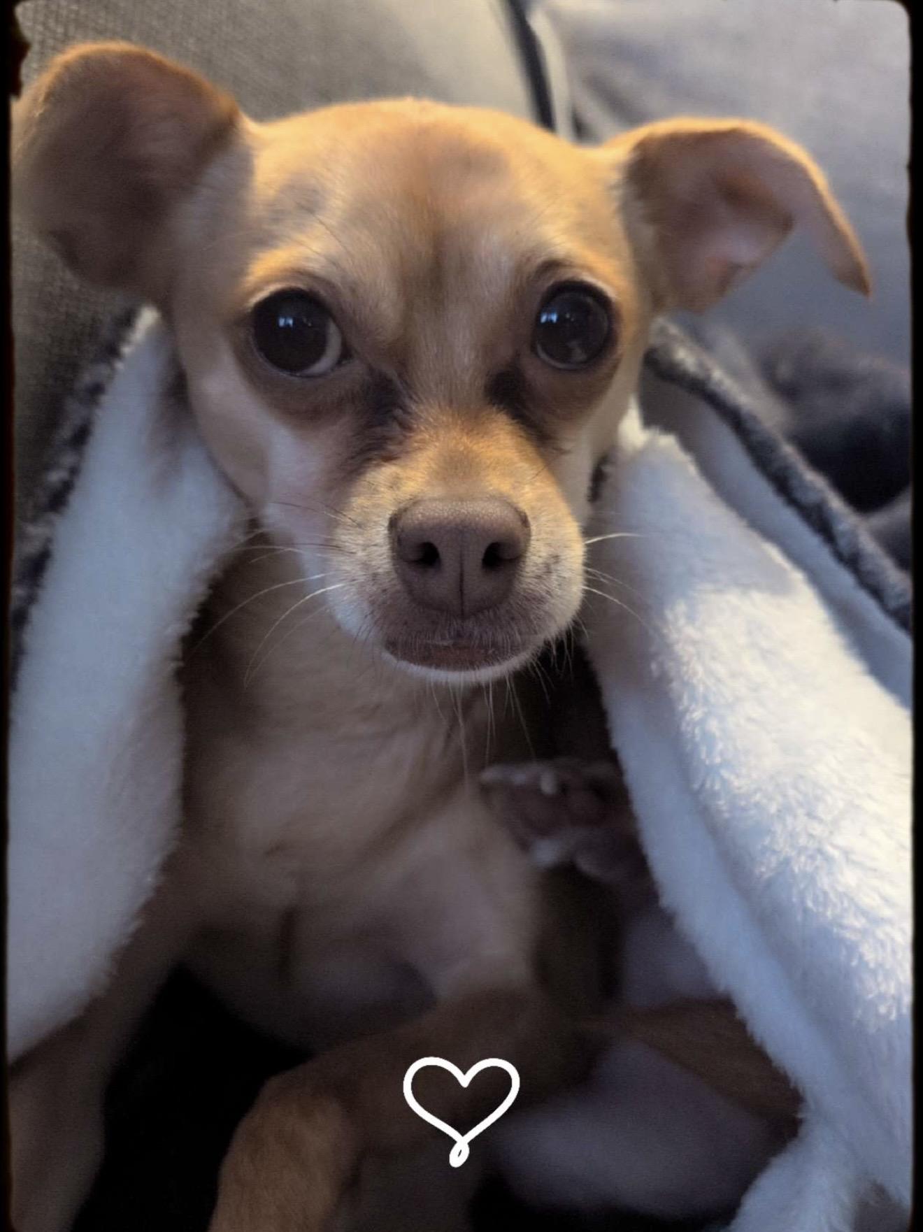 Izzie, Adoptable, Young Female Chihuahua.