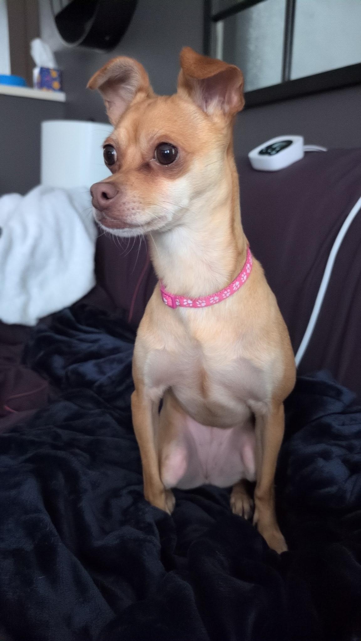 Izzie, a Adoptable mixed breed in Toledo, OH image 4/4